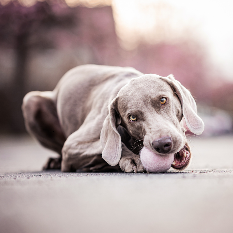 Hund mit Wollball Amy Pink Berry