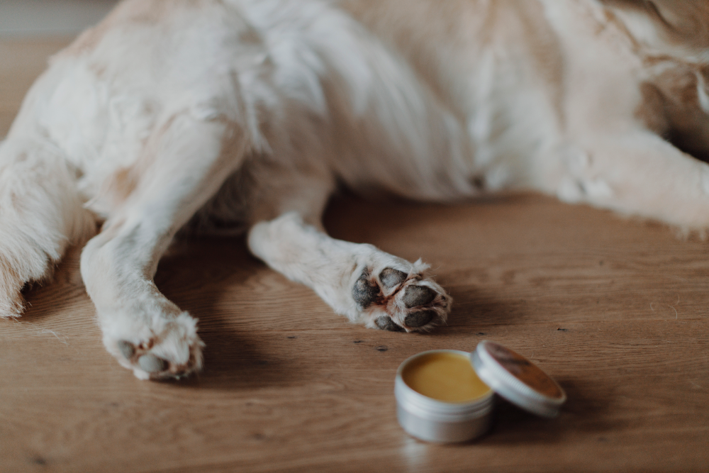 Lills Pfotenpflege mit Hund